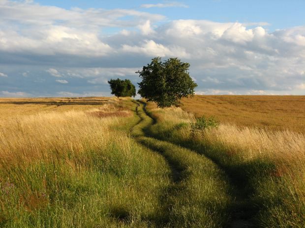 Campo de trigo en el entorno Las Merindades, Burgos