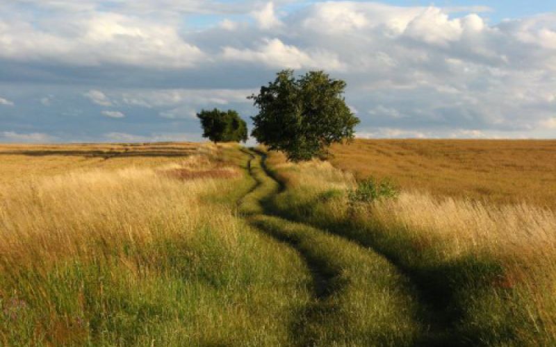 Campo de trigo en el entorno Las Merindades, Burgos