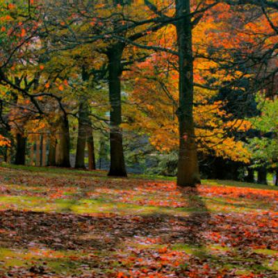 Bosque otoñal en el entorno Las Merindades, Burgos