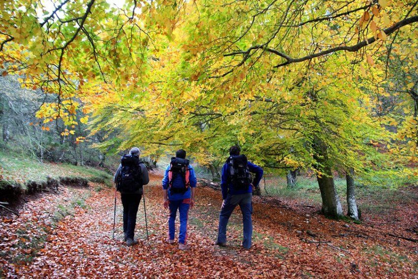 Grupo de senderistas paseando por un bosque con árboles otoñales