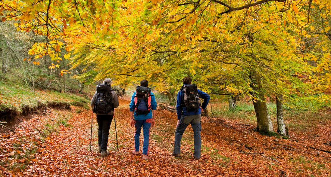 Tres senderistas caminando en un bosque otoñal