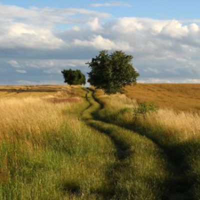 Campo de trigo en el entorno Las Merindades, Burgos