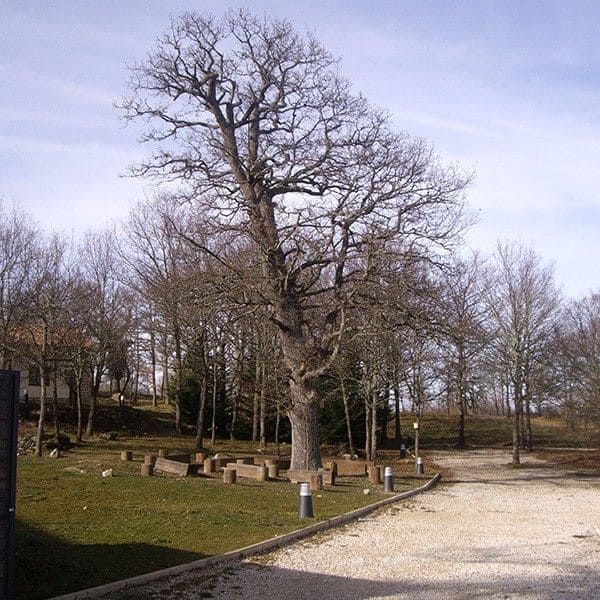 Jardín del albergue