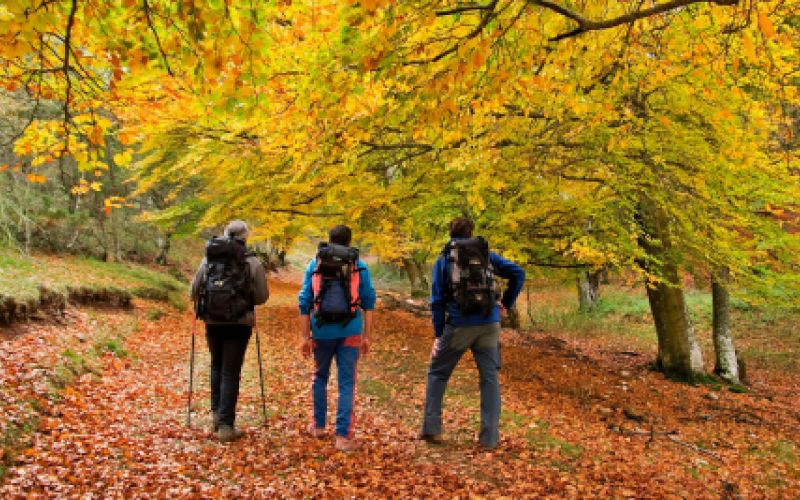 Tres senderistas caminando en un bosque otoñal