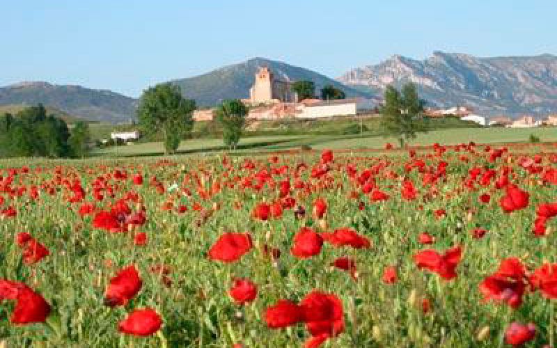 Vista de pueblo con campo de amapolas en el entorno Las Merindades, Burgos