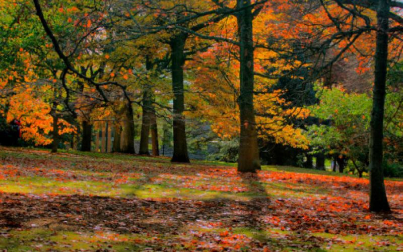 Bosque otoñal en el entorno Las Merindades, Burgos