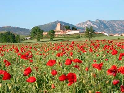 Vista de pueblo con campo de amapolas en el entorno Las Merindades, Burgos