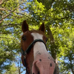 Primer plano de un caballo bajo la sombra de los árboles