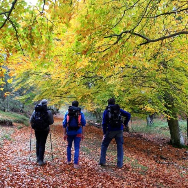 Grupo de senderistas paseando por un bosque con árboles otoñales