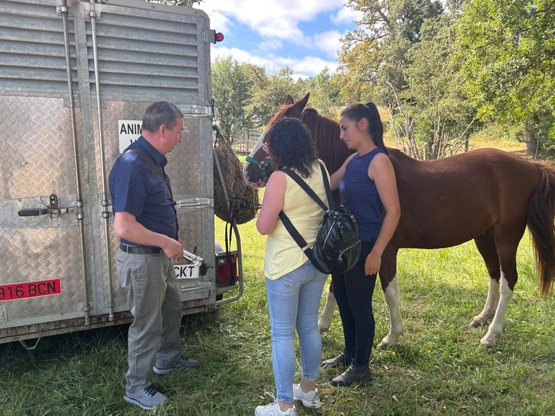 Personas junto a un caballo junto a un remolque de transporte