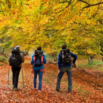 Tres senderistas caminando en un bosque otoñal