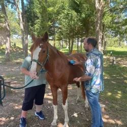 Participantes cepillando un caballo en un espacio exterior vallado.