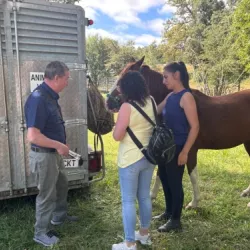 Personas junto a un caballo junto a un remolque de transporte