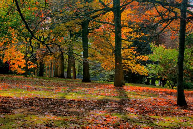 Bosque otoñal en el entorno Las Merindades, Burgos