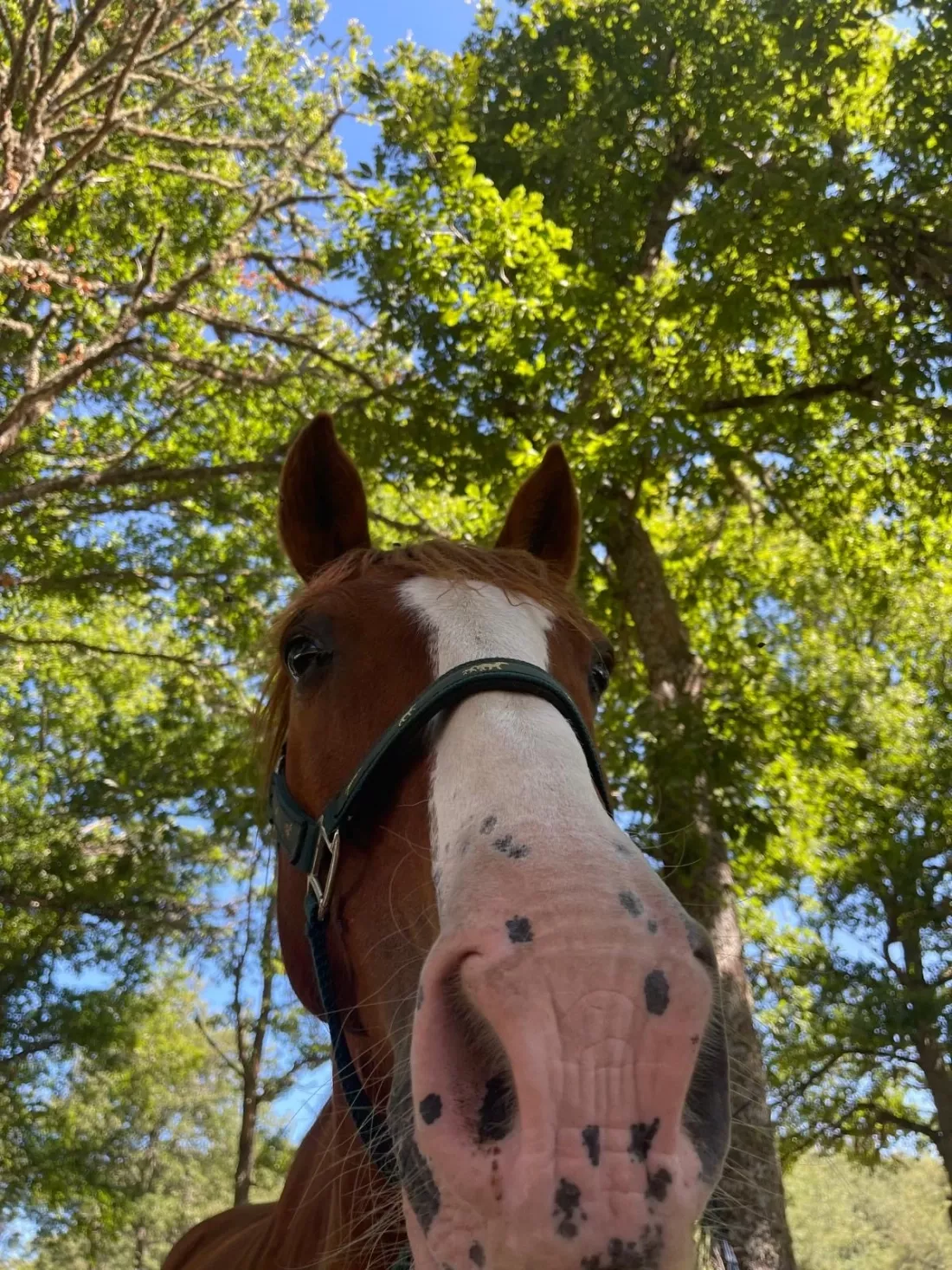 Primer plano de un caballo bajo la sombra de los árboles